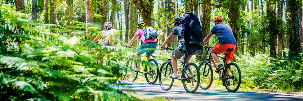 bicycle riders on forest path