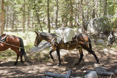 mule pack train