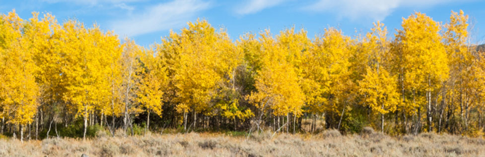 fall color, Mono County, California