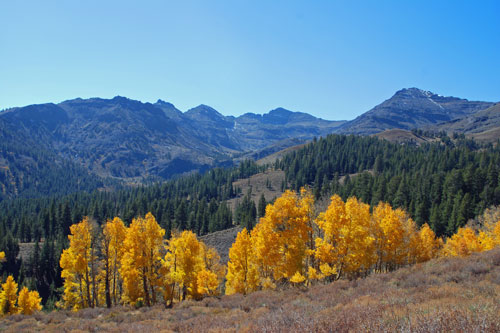 aspen trees in fall colors at Sardine Meadow on Sonora Pass
